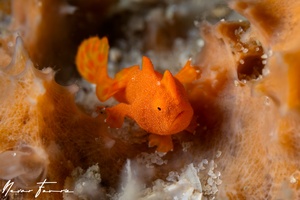 Image of Antennarius pictus