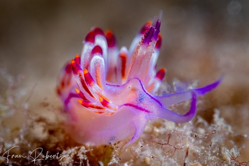 Image of Flabellina pannae