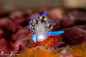 Image of Stiliger sp. 1