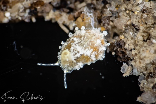 Image of Cypraea sp. 3