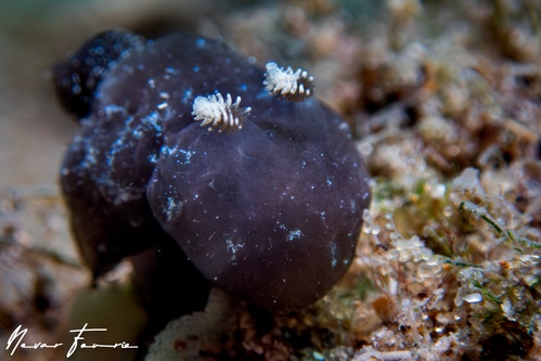 Image of Hallaxa iju