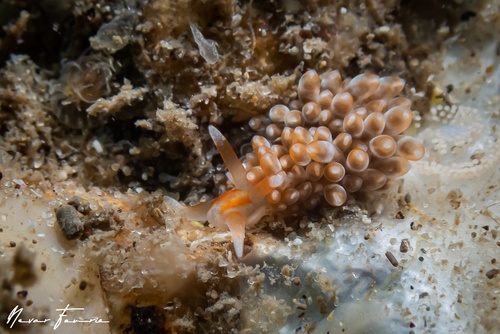 Image of Anteaeolidiella ireneae