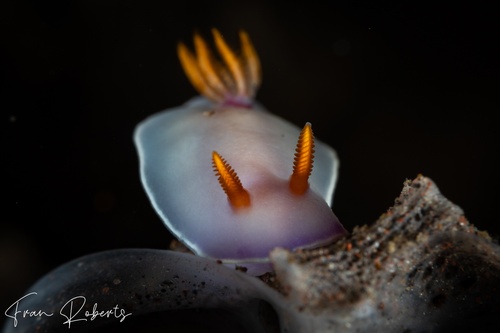 Image of Thorunna punicea