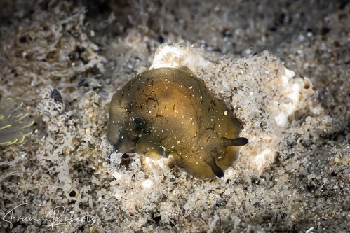 Image of Dendrodoris nigra