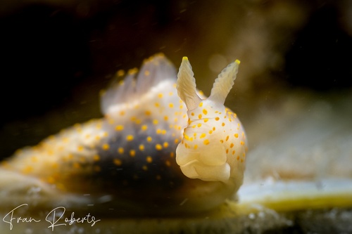 Image of Gymnodoris sp. (various)