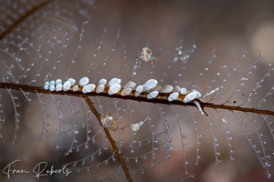 Image of Eubranchus sp. 7