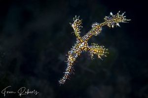 Image of Solenostomus paradoxus