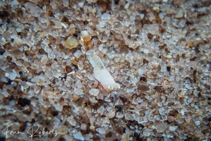 Image of Unidentified Shrimp sp. 16