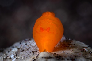 Image of Gymnodoris sp. 3