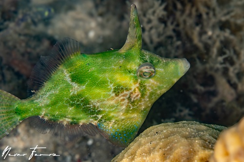 Image of Monacanthus chinensis