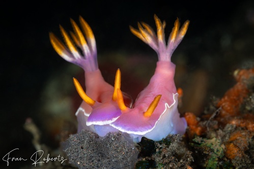 Image of Hypselodoris bullockii