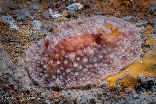 Image of Carminodoris flammea