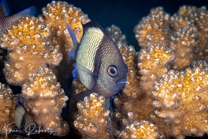 Image of Dascyllus reticulatus