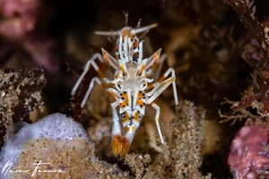 Image of Phyllognathia ceratophthalma