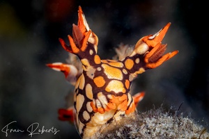 Image of Bornella anguilla