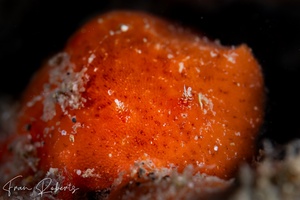 Image of Rostanga sp. 1