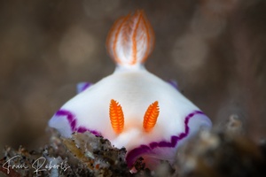 Image of Thorunna daniellae