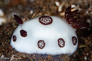 Image of Jorunna funebris