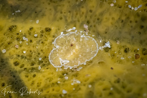 Image of Pheudocerotidae sp. 1