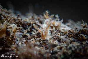 Image of Kaloplocamus peludo