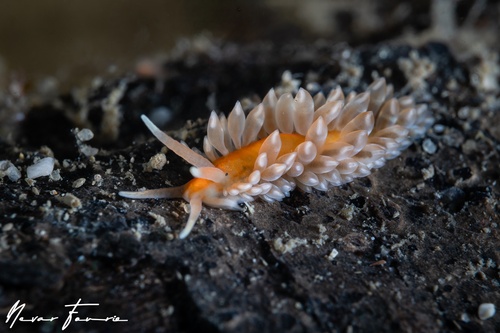 Image of Anteaeolidiella cacaotica