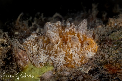 Image of Sclerodoris coreacia