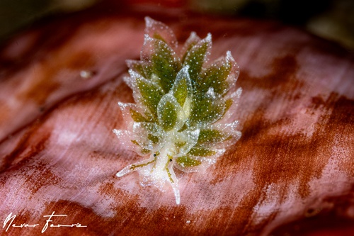 Image of Ercolania sp. 2