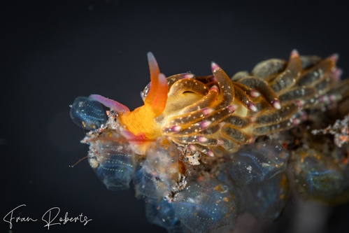 Image of Tenellia sp. 9