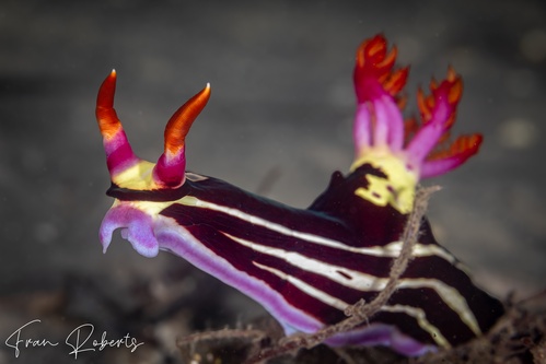 Image of Nembrotha purpureolineata