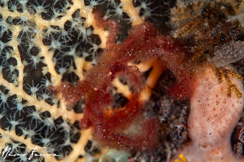 Image of Oncinopus sp. 1