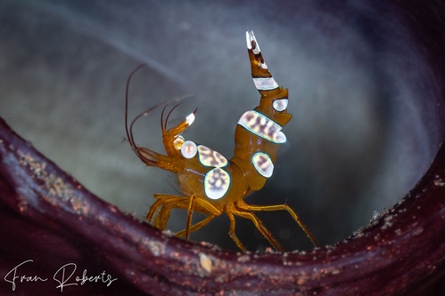 Image of Thor amboinensis