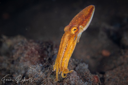 Image of Amphioctopus mototi