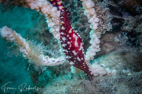 Image of Phenacovolva nectarea