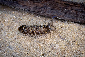 Image of Cerberilla ambonensis