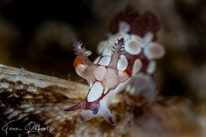 Image of Trapania scurra