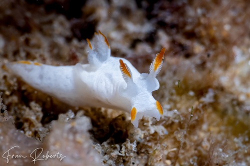 Image of Trapania vitta