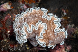 Image of Glossodoris hikuerensis