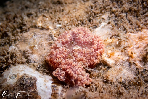 Image of Tunicates Various