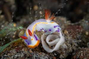 Image of Thorunna florens