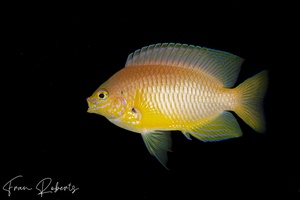 Image of Pomacentrus amboinensis
