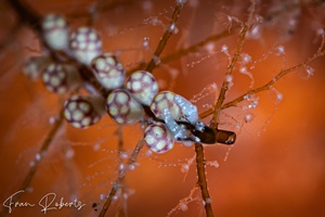 Image of Kabeiro sp. 2