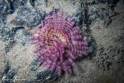 Image of Worms Various