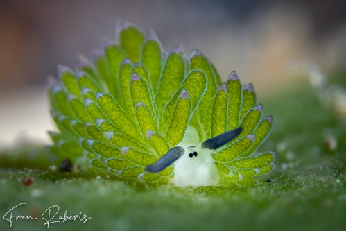 Image of Costasiella sp. 3