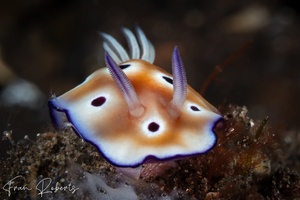 Image of Hypselodoris tryoni