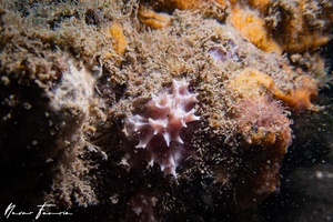 Image of Sponges Various