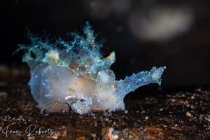 Image of Notobryon wardi