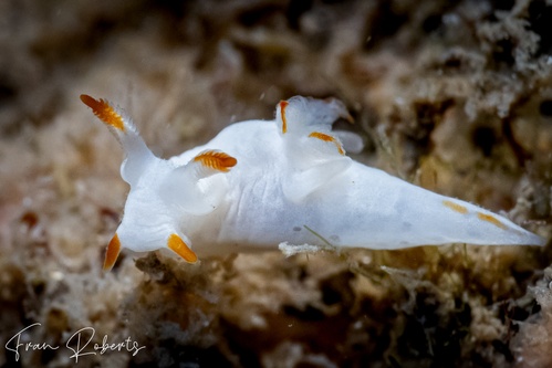 Image of Trapania vitta