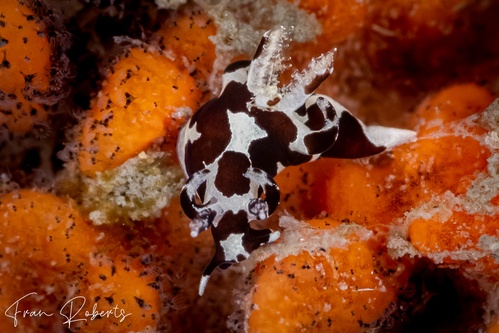 Image of Trapania franae