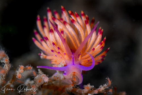 Image of Unidentia sp. 1