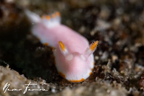 Image of Verconia simplex